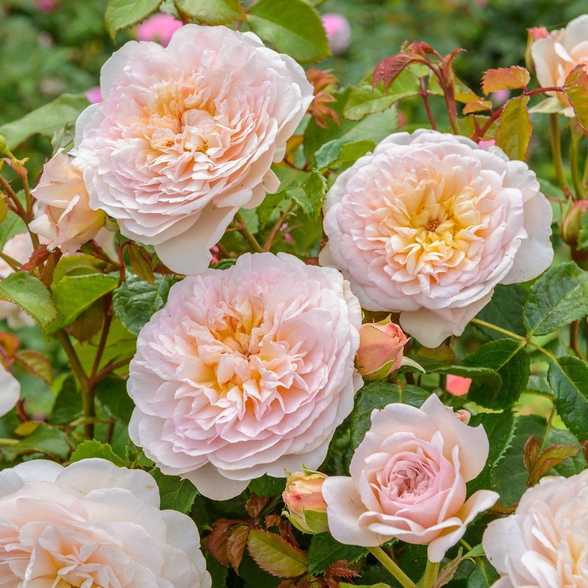 David Austin Roses